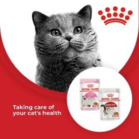 Buy royal canin kitten best sale food online